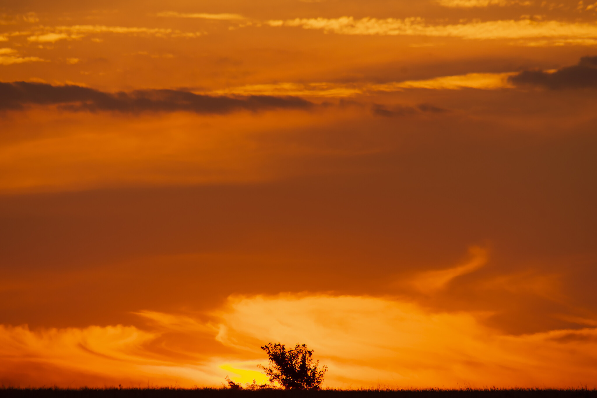 Beautiful - My, The nature of Russia, Nature, Birds, Hobby, Steppe, Landscape, LPR, Donbass, Evening, Sunset, Longpost