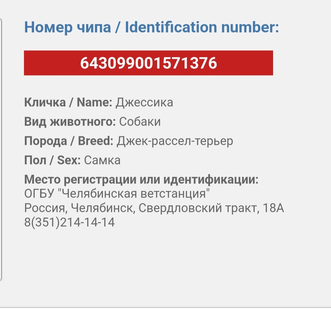 Помогите найти хозяев собаки из Челябинска, найденной на Пхукете - Собака, Пропала собака, Животные, Найдена собака, Челябинск, Длиннопост, Без рейтинга