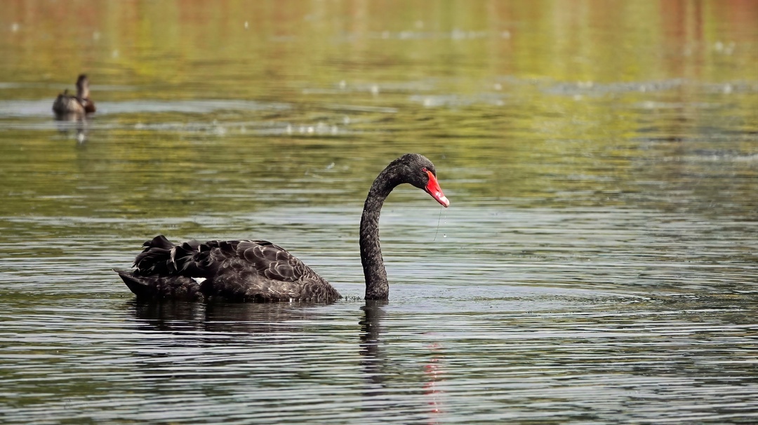 Black Swan - My, The photo, Netherlands (Holland), Nature, Birds