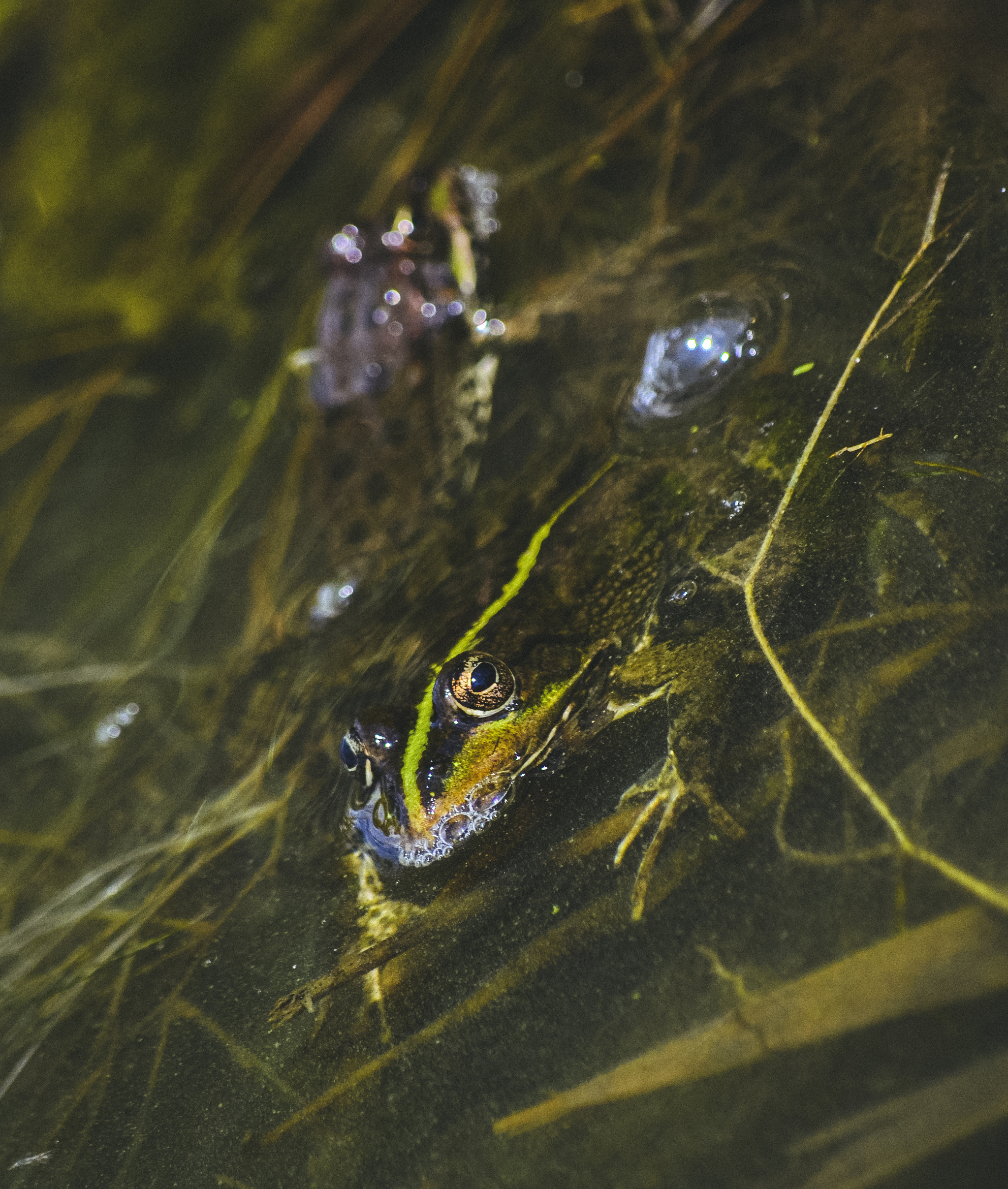 A short walk through the ruins - My, The photo, Walk, Ruin, Anthracite, Betting, Nikon d3100, Greenery, Гусь, Frogs, Butterfly, Longpost