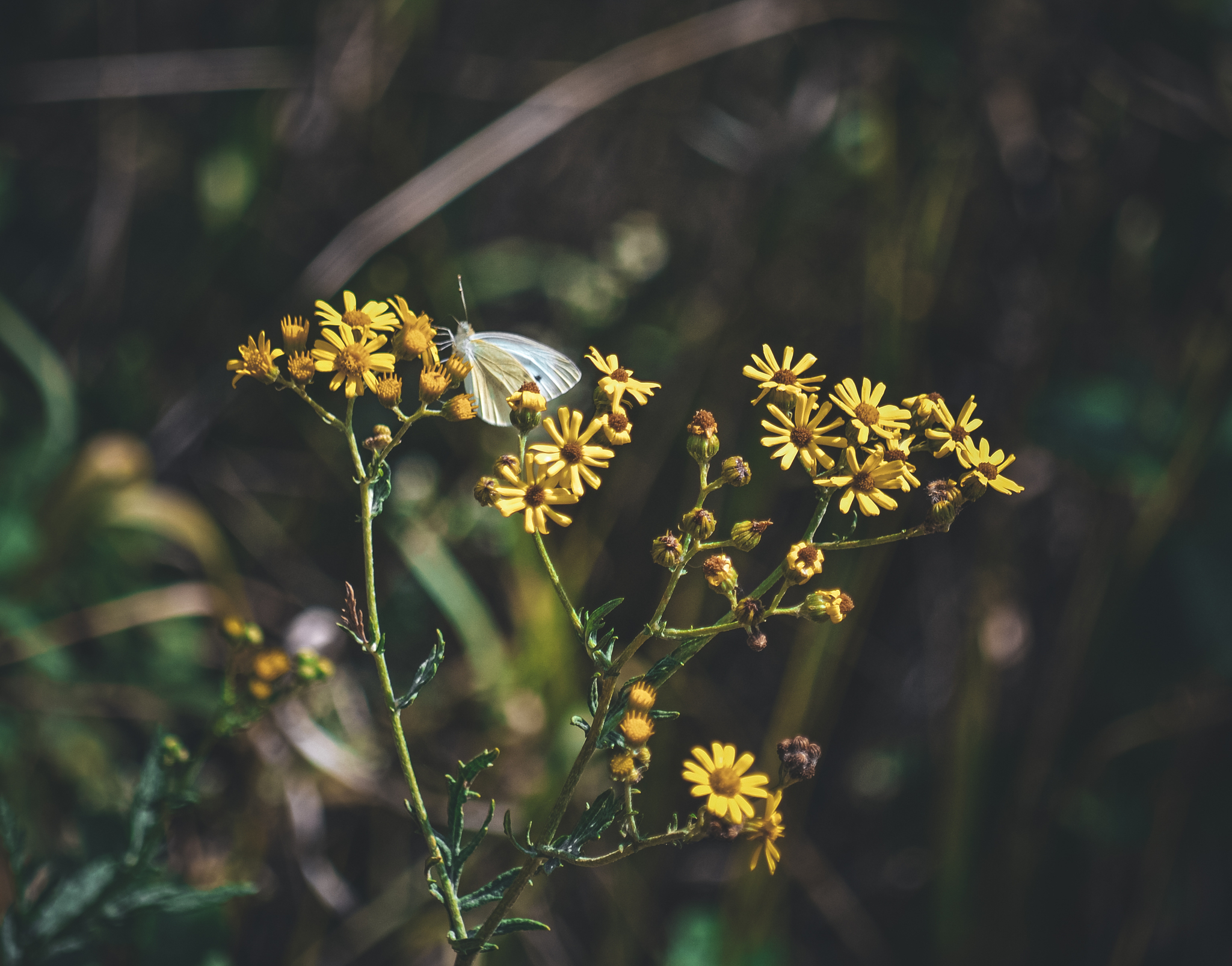 A short walk through the ruins - My, The photo, Walk, Ruin, Anthracite, Betting, Nikon d3100, Greenery, Гусь, Frogs, Butterfly, Longpost