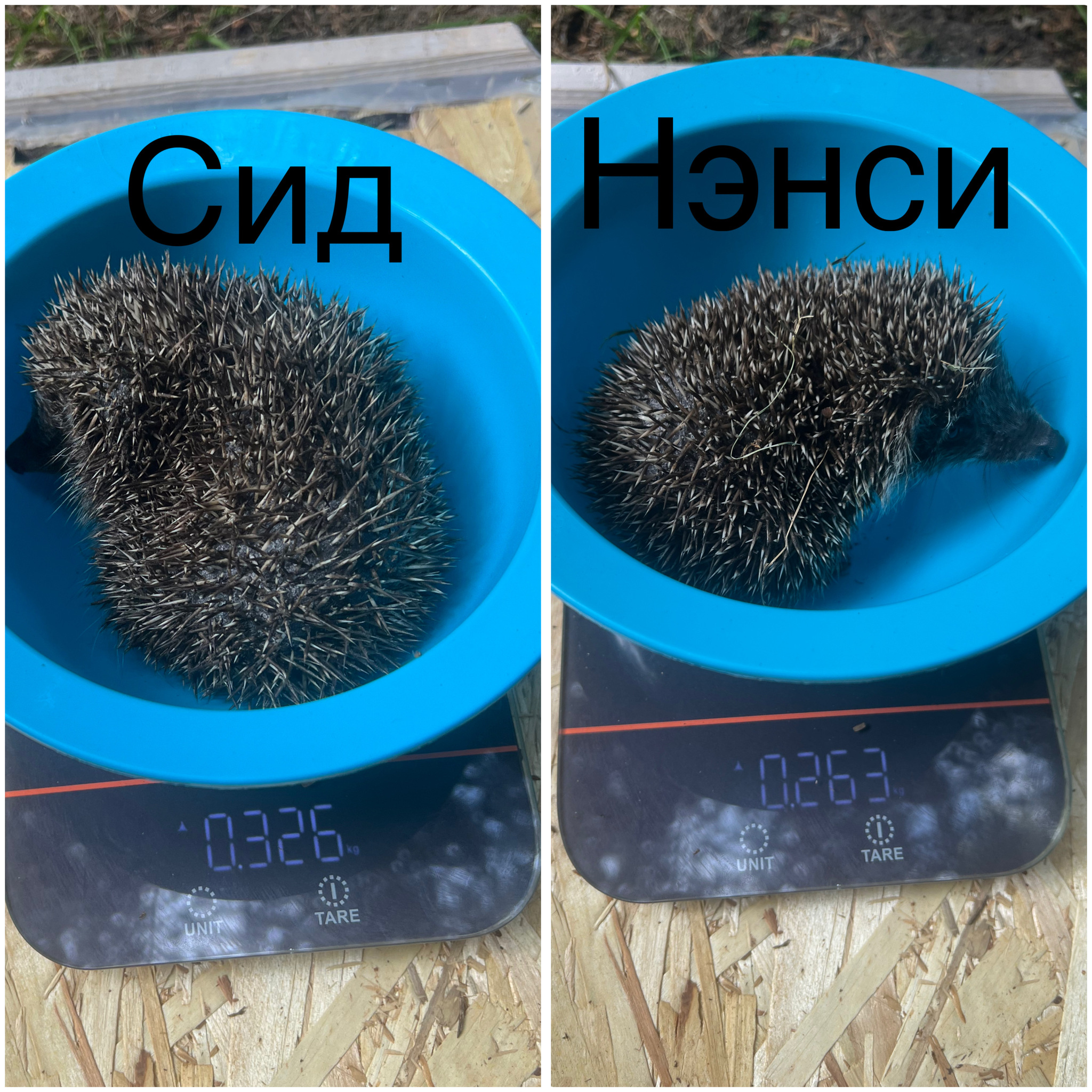 Hedgehogs in the house, part 16 - My, Hedgehog, Pets, Animal Rescue, Video, Vertical video, Longpost