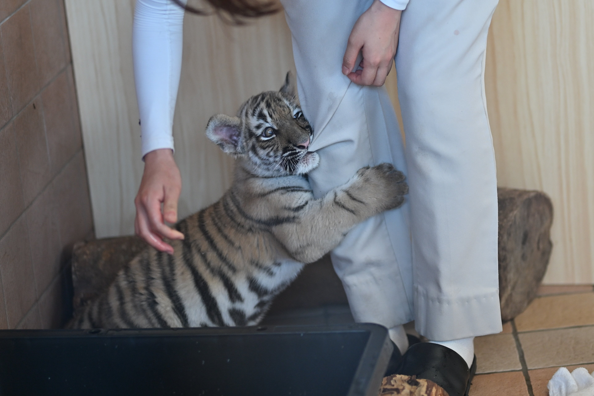 Brutal tiger attack on a man - Wild animals, Zoo, Predatory animals, Cat family, Big cats, Tiger, Tiger cubs, Young, Milota, Kus