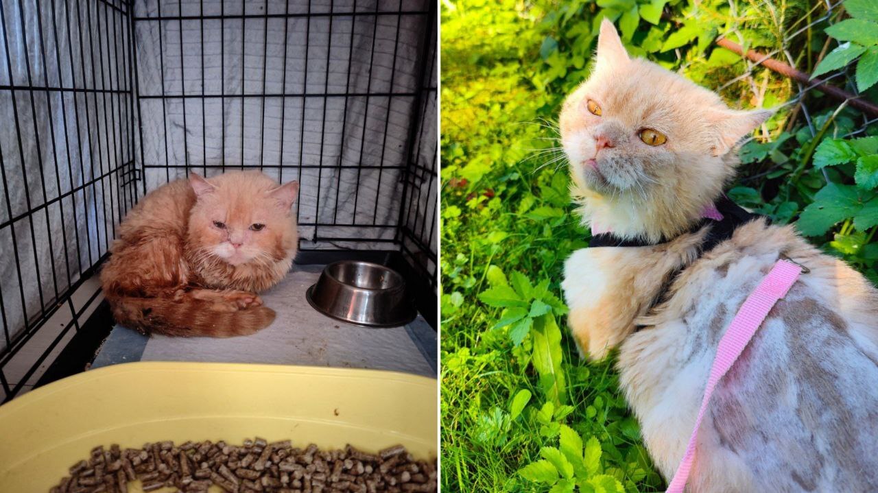 The faces of 11 male cats and one kitten rescued from a very hellish breeding. Interim result after a month and what was done - My, cat, Vertical video, Kittens, The rescue, Video, Longpost, Munchkin, Breeders, Unscrupulous breeder, Animal Rescue