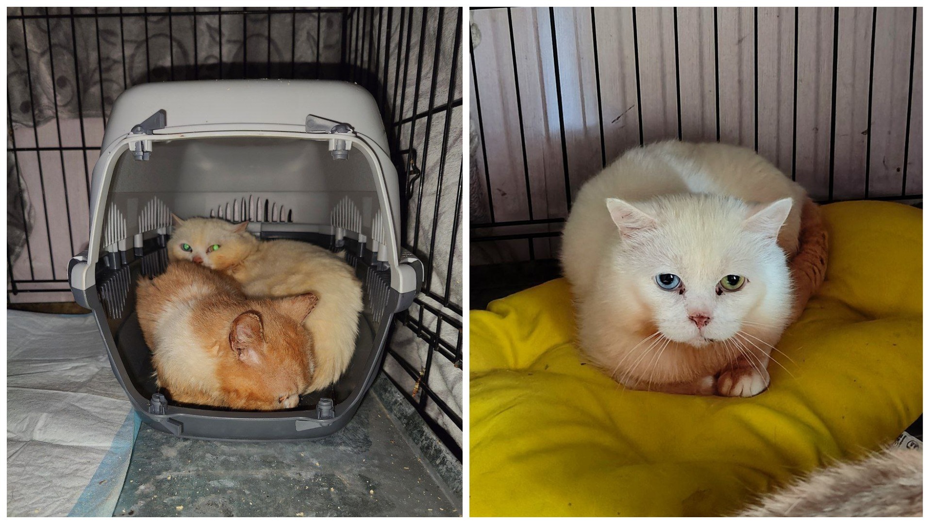 The faces of 11 male cats and one kitten rescued from a very hellish breeding. Interim result after a month and what was done - My, cat, Vertical video, Kittens, The rescue, Video, Longpost, Munchkin, Breeders, Unscrupulous breeder, Animal Rescue