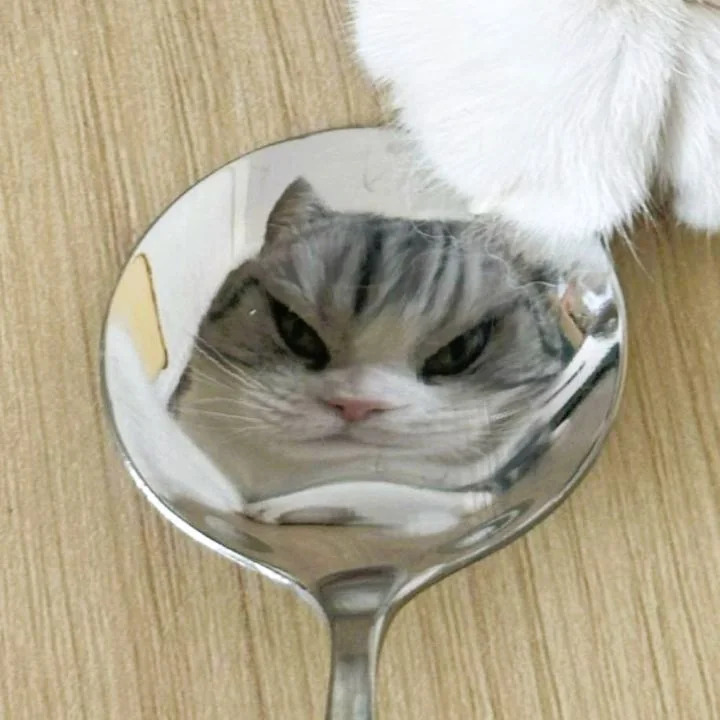 gloomy morning - cat, A spoon, Reflection, Gloomy, Longpost