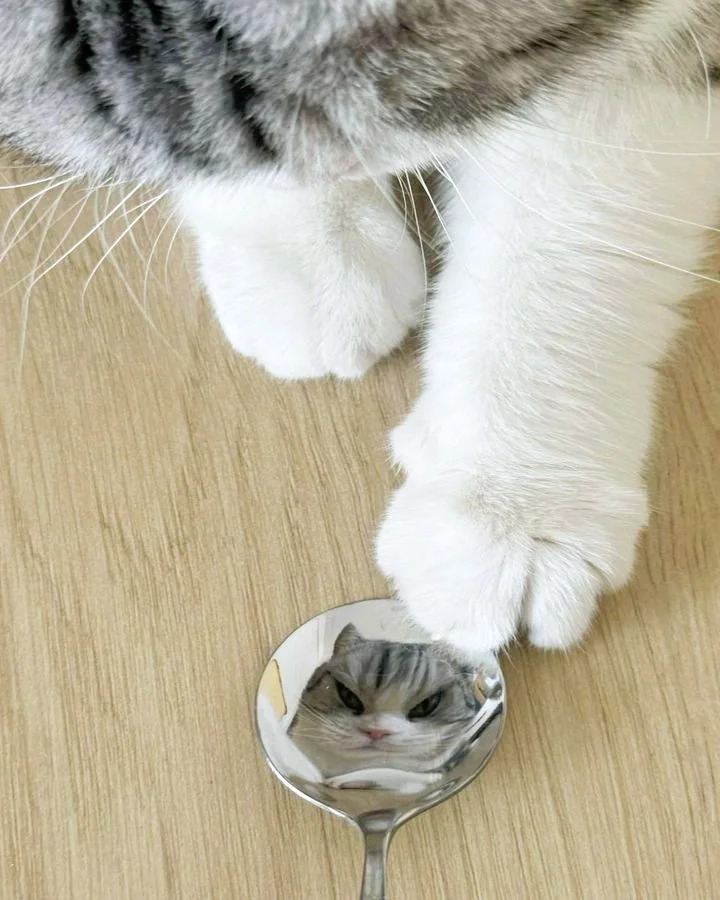 gloomy morning - cat, A spoon, Reflection, Gloomy, Longpost