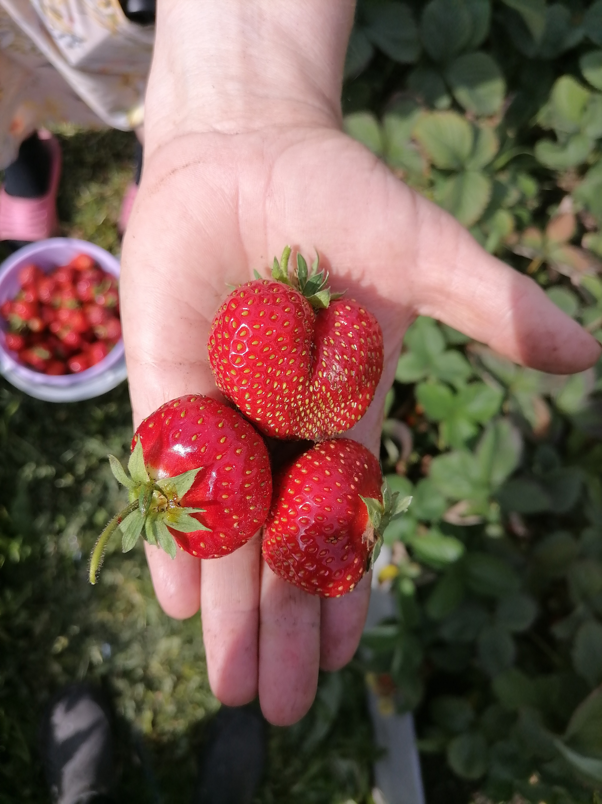 Harvest 2024. Strawberry - My, Ural, Yekaterinburg, The photo, Strawberry (plant), Garden, Garden, Berries, Harvest, Longpost