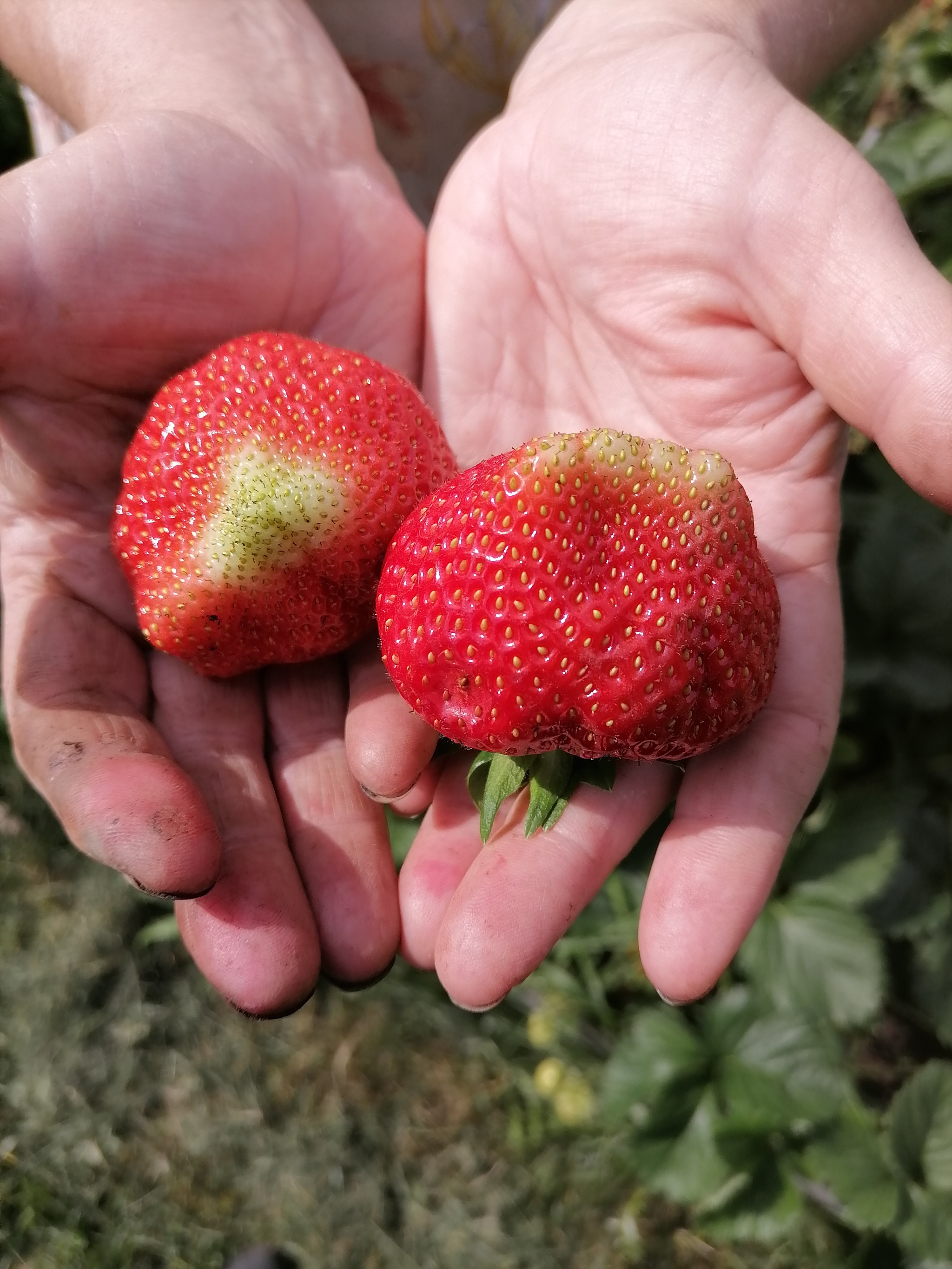 Harvest 2024. Strawberry - My, Ural, Yekaterinburg, The photo, Strawberry (plant), Garden, Garden, Berries, Harvest, Longpost