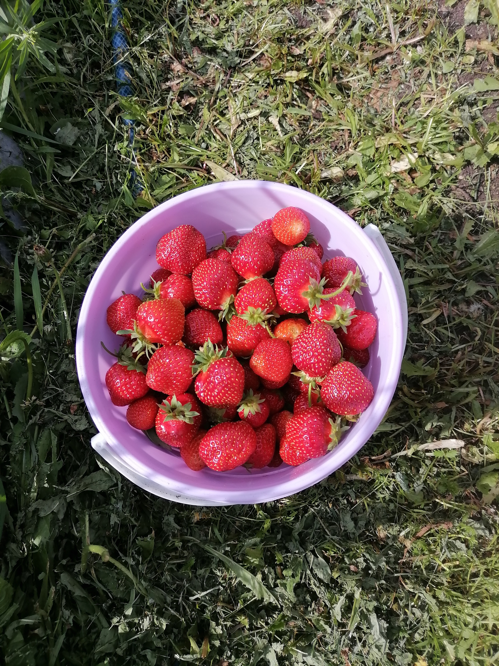 Harvest 2024. Strawberry - My, Ural, Yekaterinburg, The photo, Strawberry (plant), Garden, Garden, Berries, Harvest, Longpost