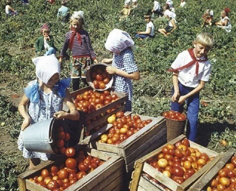 Hard workers from the USSR - the USSR, Youth, Youth, Nostalgia, Milota, The photo, Old photo, Girl, Boy, Pioneers, Work, Telegram (link)