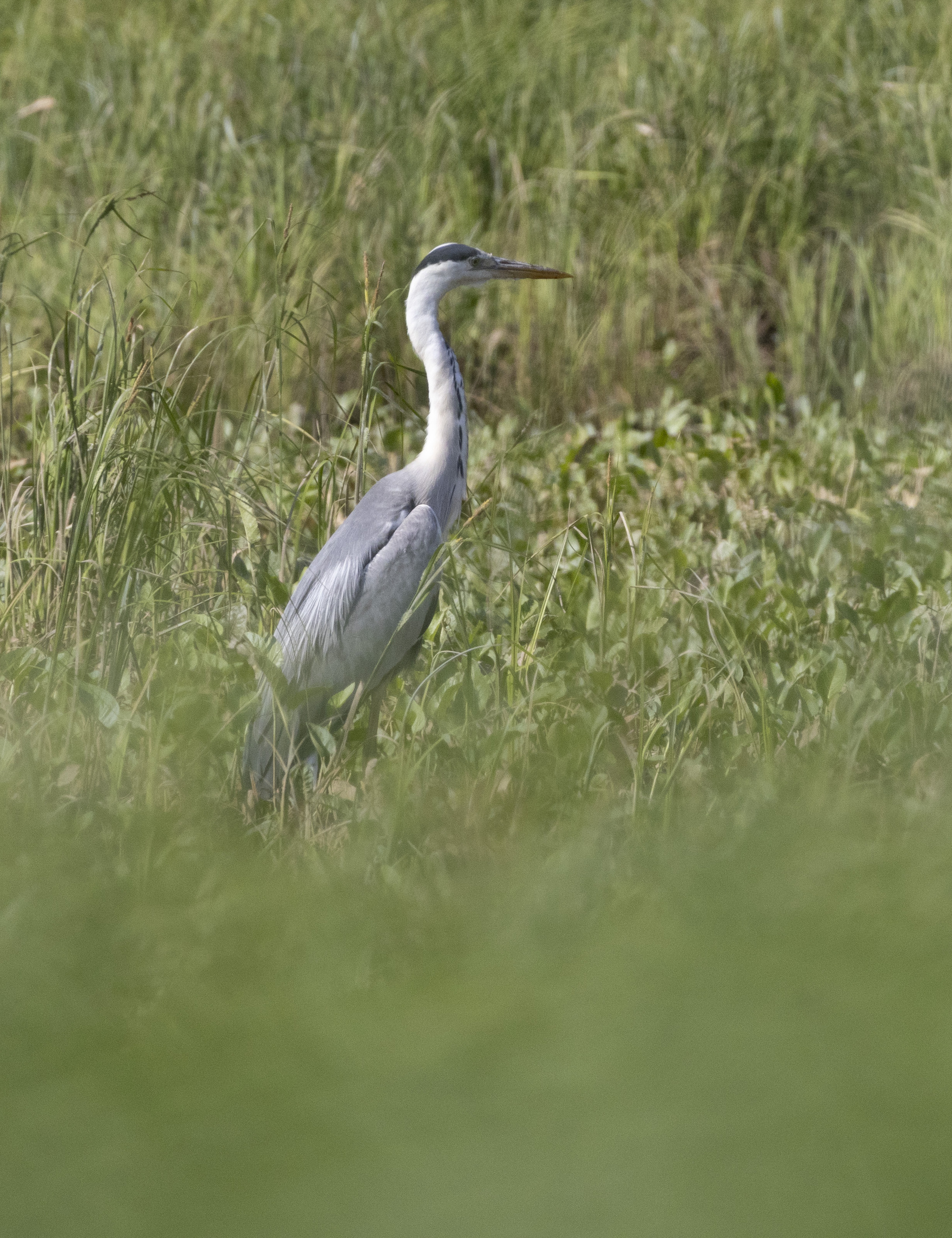 Photo hunt for gray heron - My, The nature of Russia, Photo hunting, Gray heron, Birds, Ornithology League, Bird watching, wildlife, In the animal world, Longpost