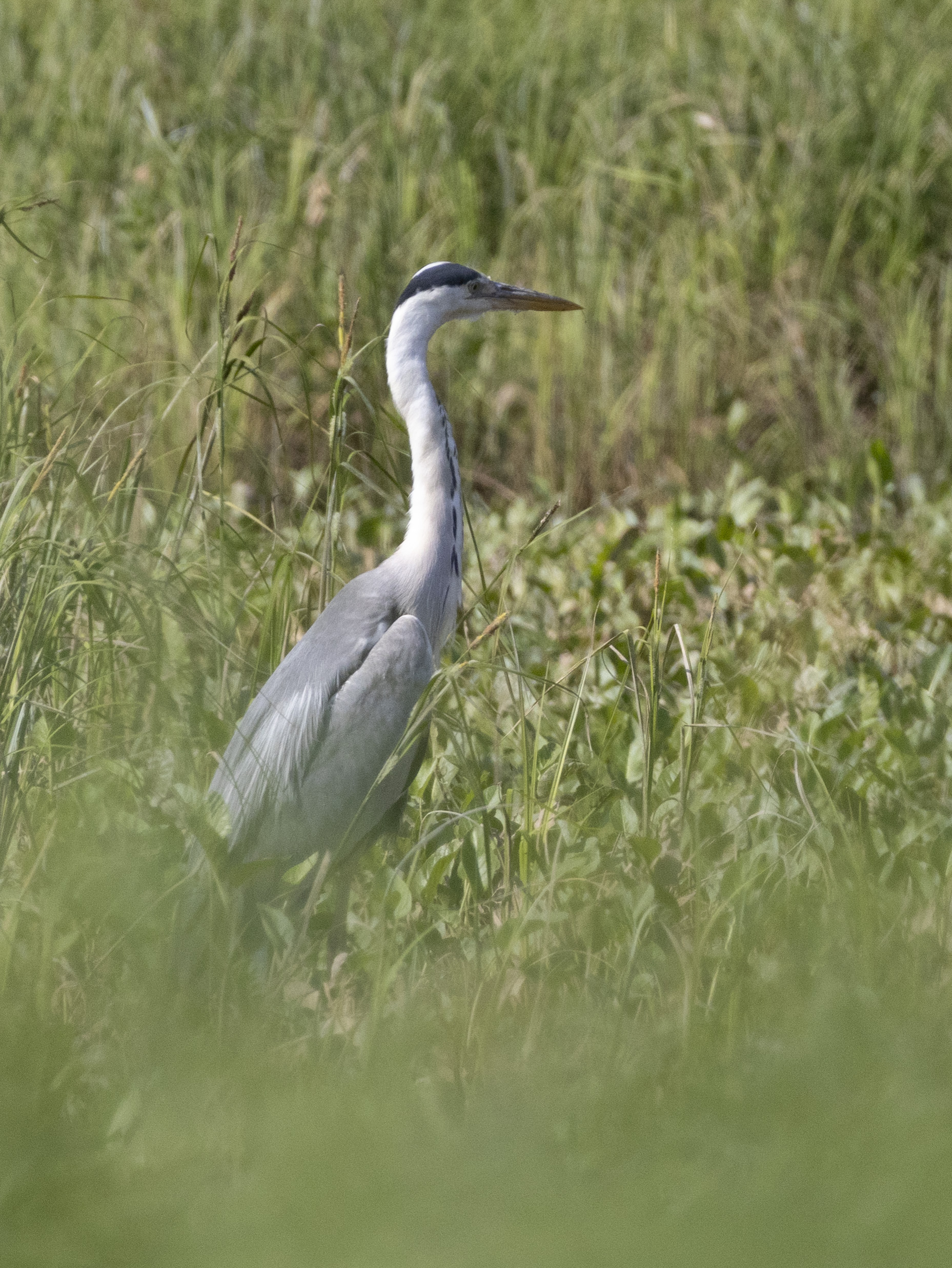 Photo hunt for gray heron - My, The nature of Russia, Photo hunting, Gray heron, Birds, Ornithology League, Bird watching, wildlife, In the animal world, Longpost