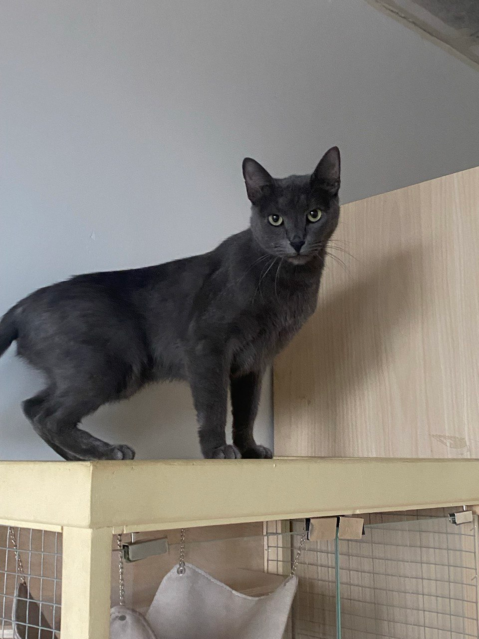 Danny the cat looking for a home, Moscow - In good hands, Homeless animals, cat, Kittens, Veterinary, Cat lovers, Fluffy, Overexposure, Shelter, Tricolor cat, Pet the cat, Lost, Volunteering, Kindness, Animal Rescue, Video, Longpost