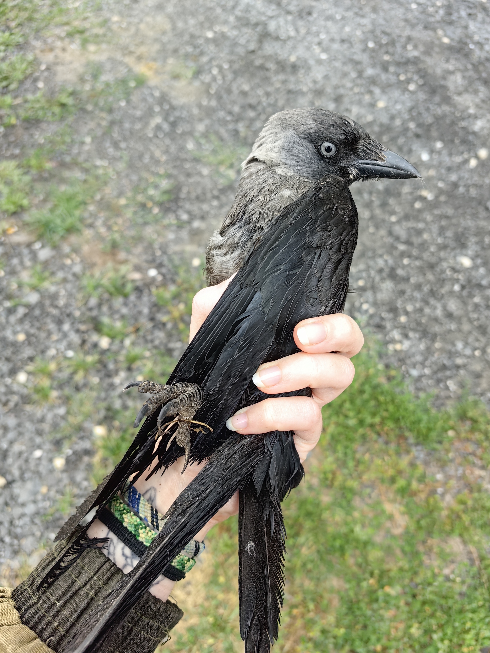 Found a jackdaw - My, Birds, Corvids, Video, Vertical video, Longpost