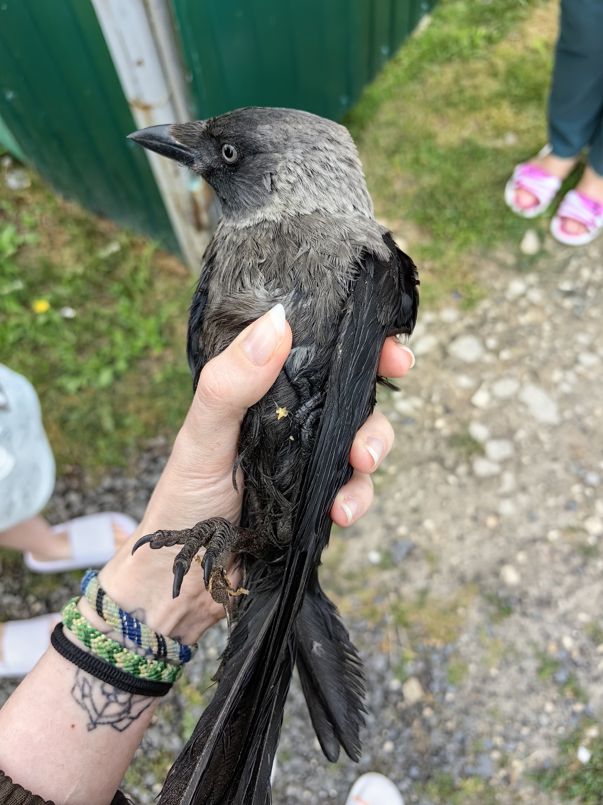 Found a jackdaw - My, Birds, Corvids, Video, Vertical video, Longpost