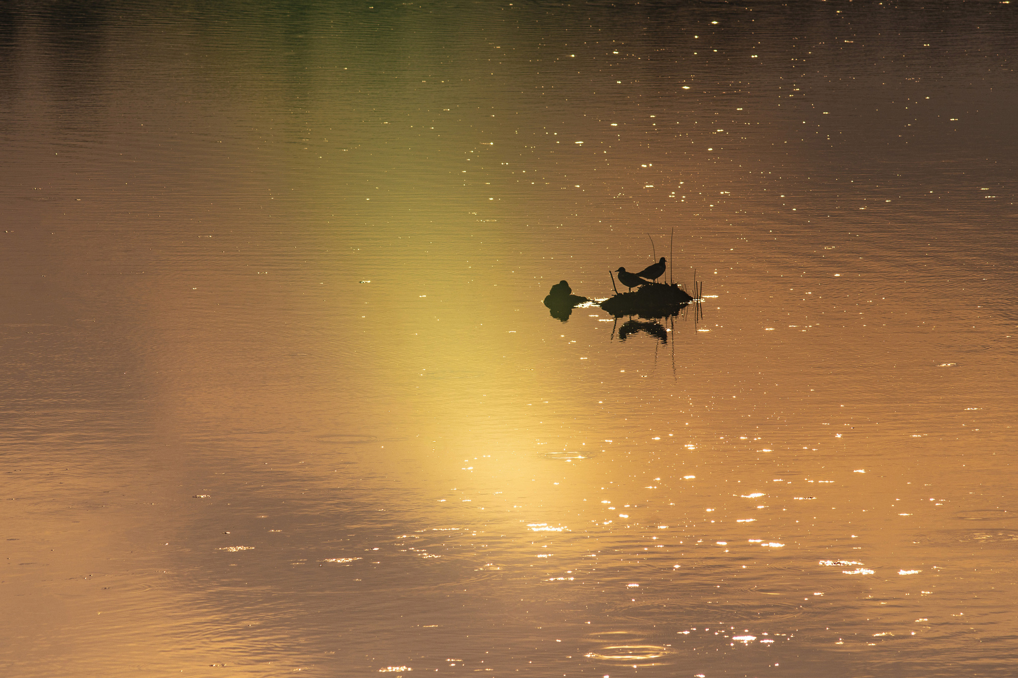 July evening near St. Petersburg - My, The photo, Evening, Sunset, Nature, Lake, Leningrad region, Longpost