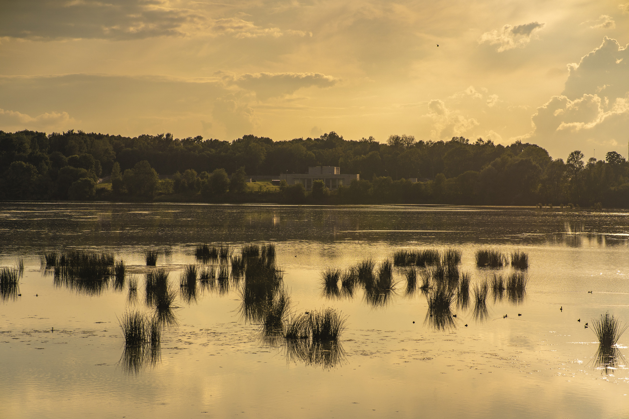 July evening near St. Petersburg - My, The photo, Evening, Sunset, Nature, Lake, Leningrad region, Longpost