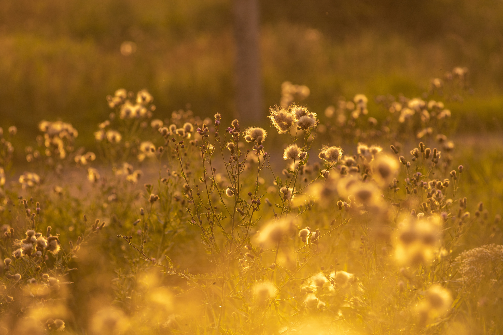 July evening near St. Petersburg - My, The photo, Evening, Sunset, Nature, Lake, Leningrad region, Longpost