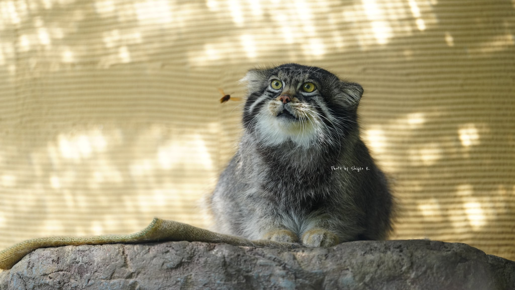 Pear and wasp O_O - Pallas' cat, Wild animals, Zoo, Predatory animals, Cat family, Small cats, Wasp, Insects