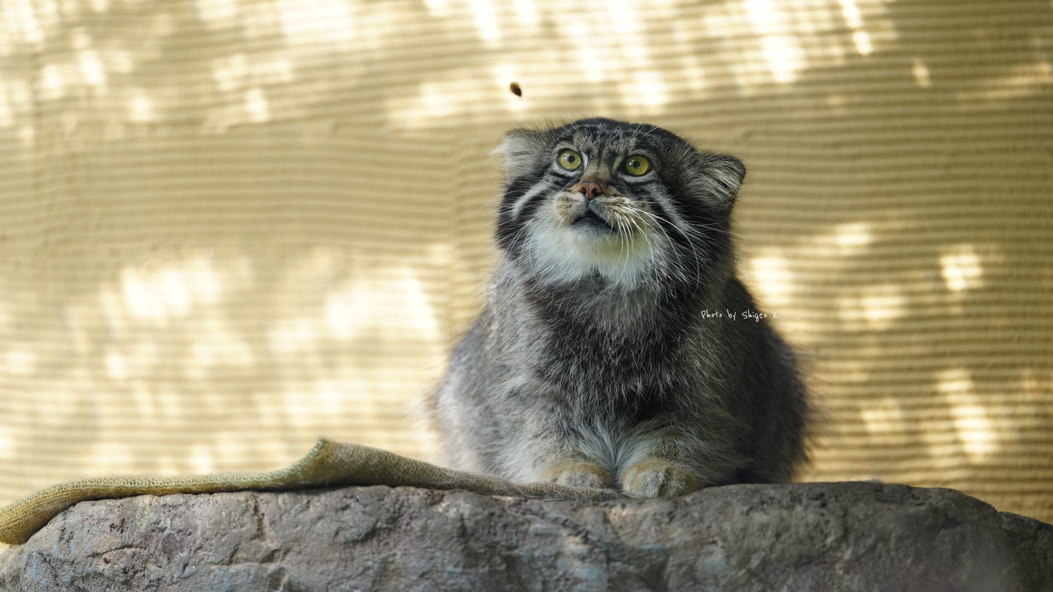 Pear and wasp O_O - Pallas' cat, Wild animals, Zoo, Predatory animals, Cat family, Small cats, Wasp, Insects