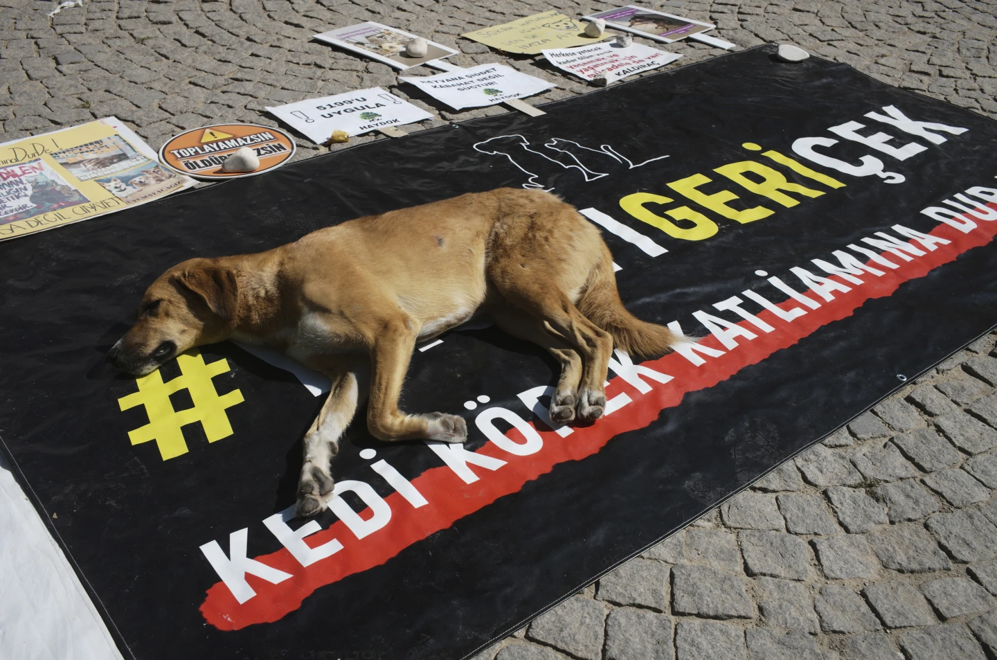 In Turkey, despite protests, a law on stray dogs was passed - news, Stray dogs, Turkey, Dog