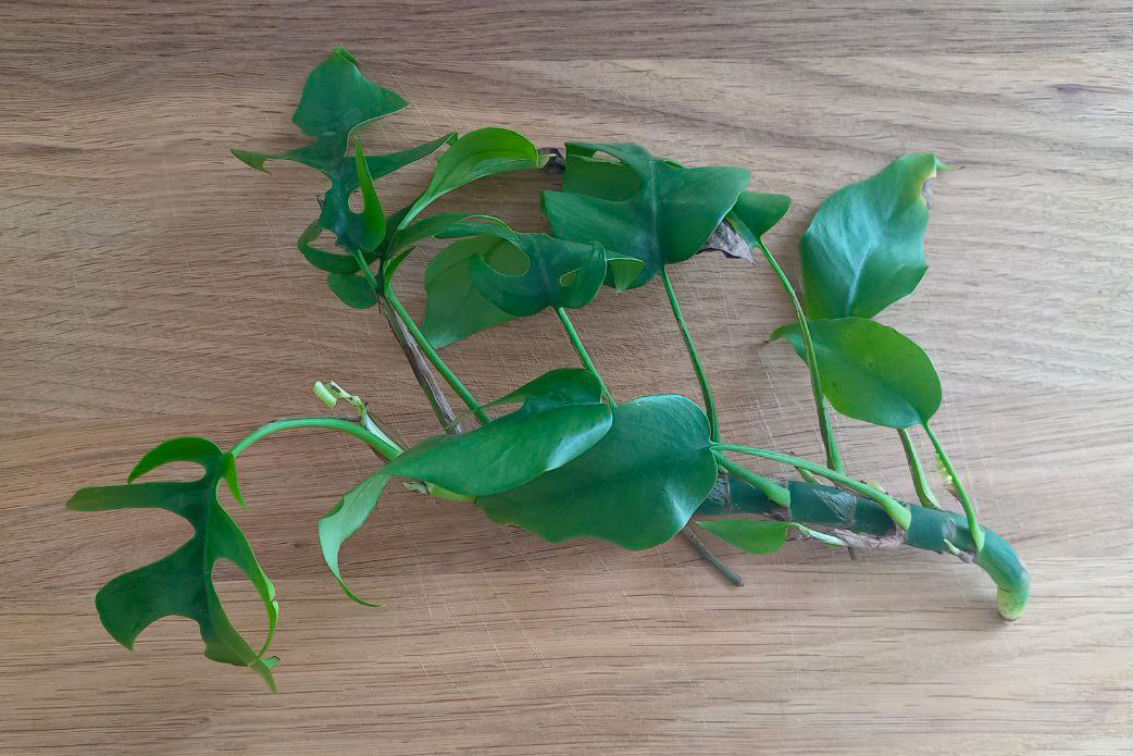 Unprecedented luck - My, Flowers, The photo, Houseplants, Philodendron, Aroid