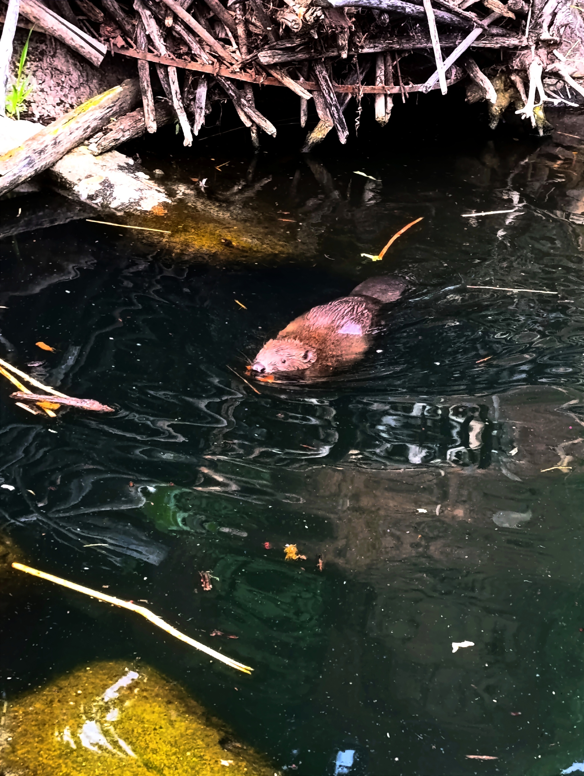 Beaver - My, Zoo, Moscow Zoo, The photo, Mobile photography, Animals, Longpost, Beavers