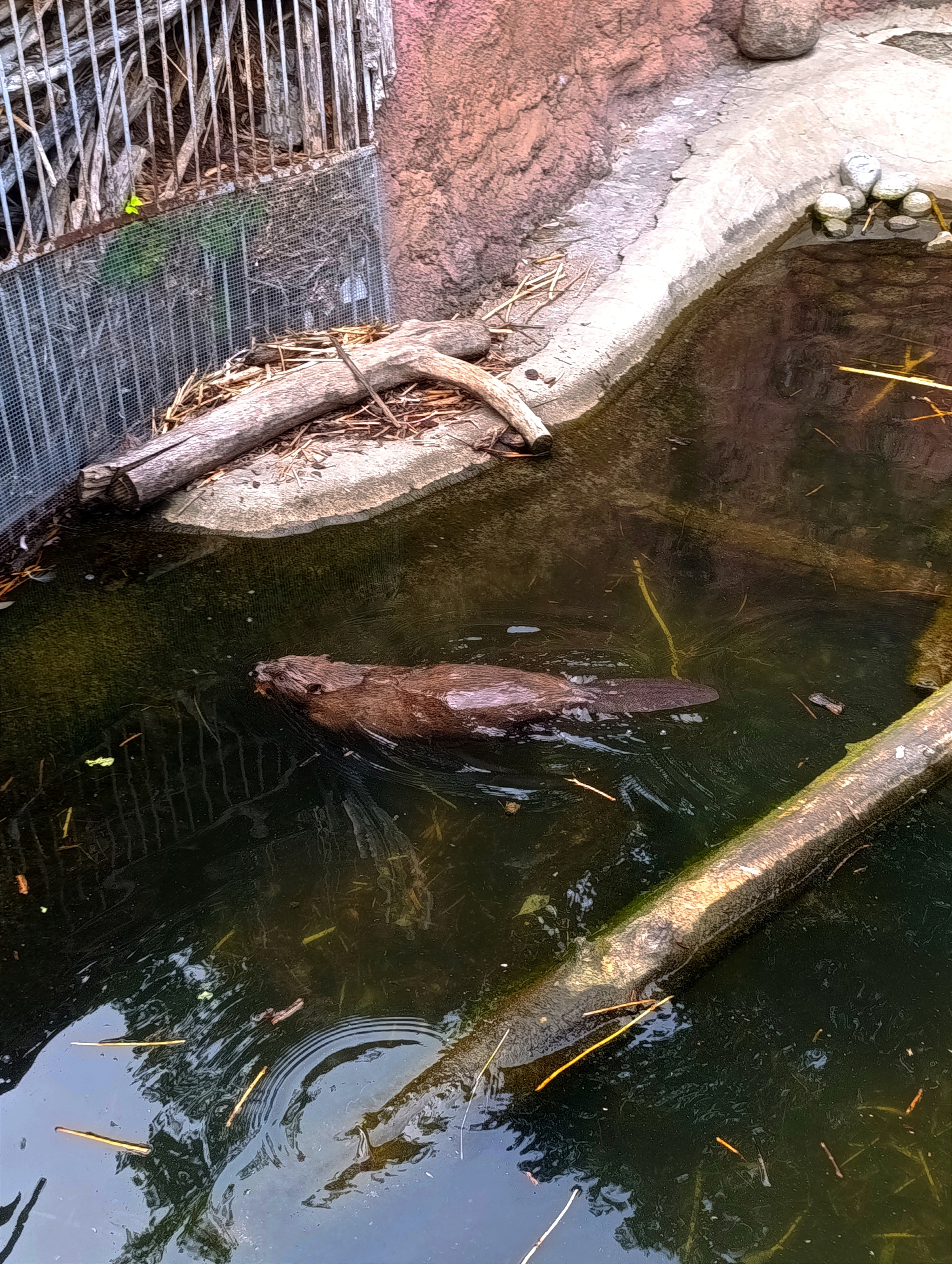 Beaver - My, Zoo, Moscow Zoo, The photo, Mobile photography, Animals, Longpost, Beavers