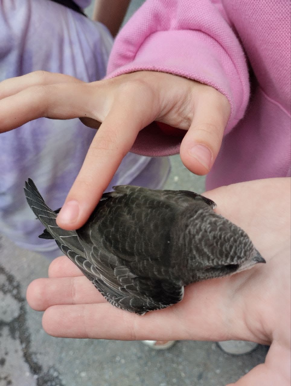 Black swift - My, Black Swift, Children, Birds