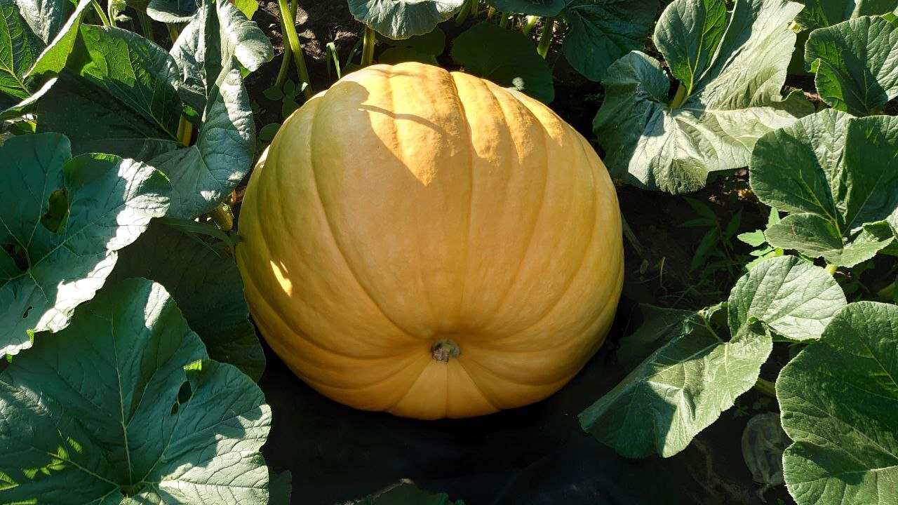 Giant Pumpkin Summary for 7/30/2024 - My, Garden, Gardening, Garden, Plants, Vegetables, Longpost