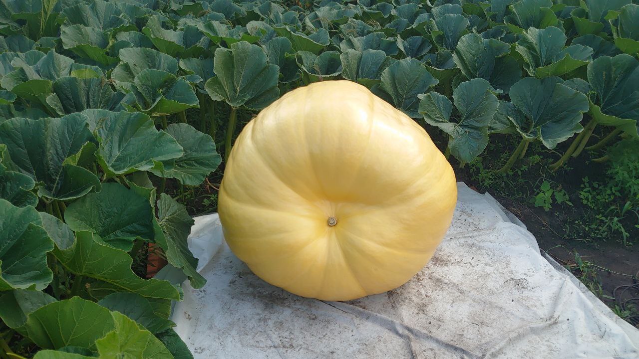 Giant Pumpkin Summary for 7/30/2024 - My, Garden, Gardening, Garden, Plants, Vegetables, Longpost