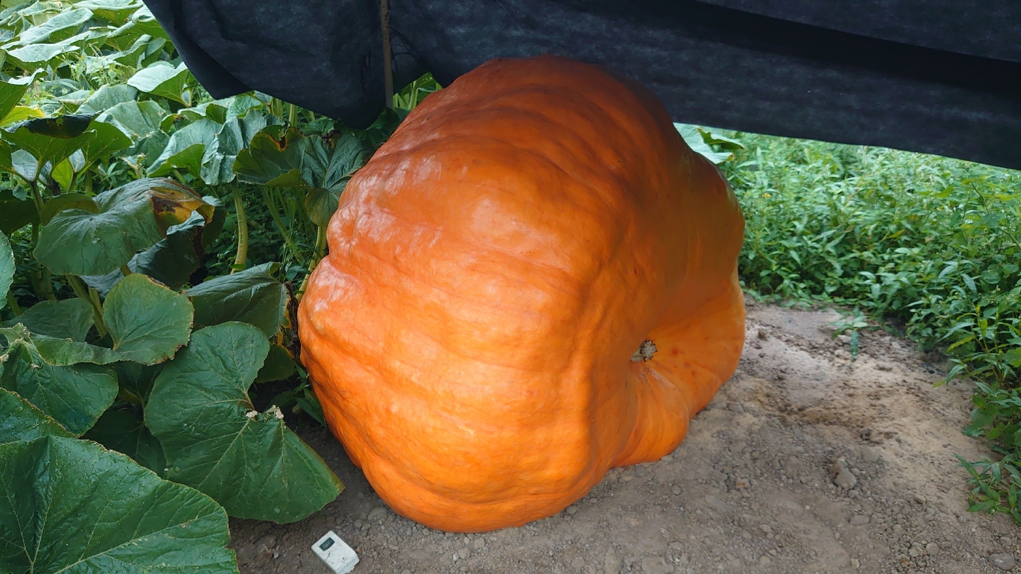 Giant Pumpkin Summary for 7/30/2024 - My, Garden, Gardening, Garden, Plants, Vegetables, Longpost