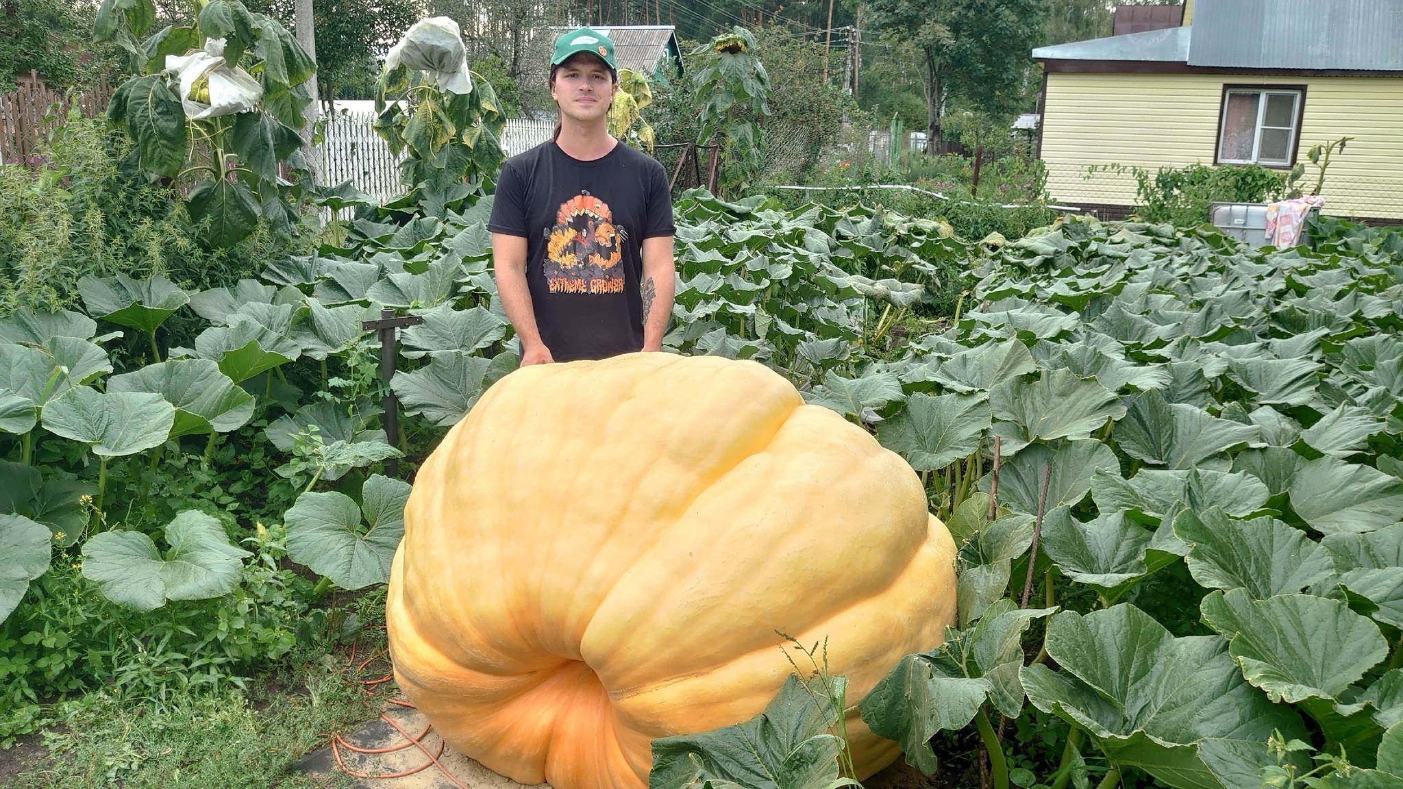 Giant Pumpkin Summary for 7/30/2024 - My, Garden, Gardening, Garden, Plants, Vegetables, Longpost