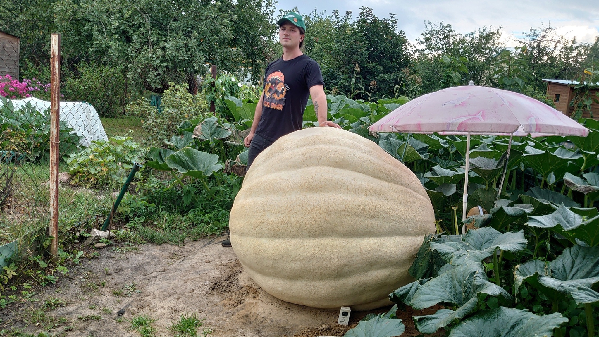 Giant Pumpkin Summary for 7/30/2024 - My, Garden, Gardening, Garden, Plants, Vegetables, Longpost