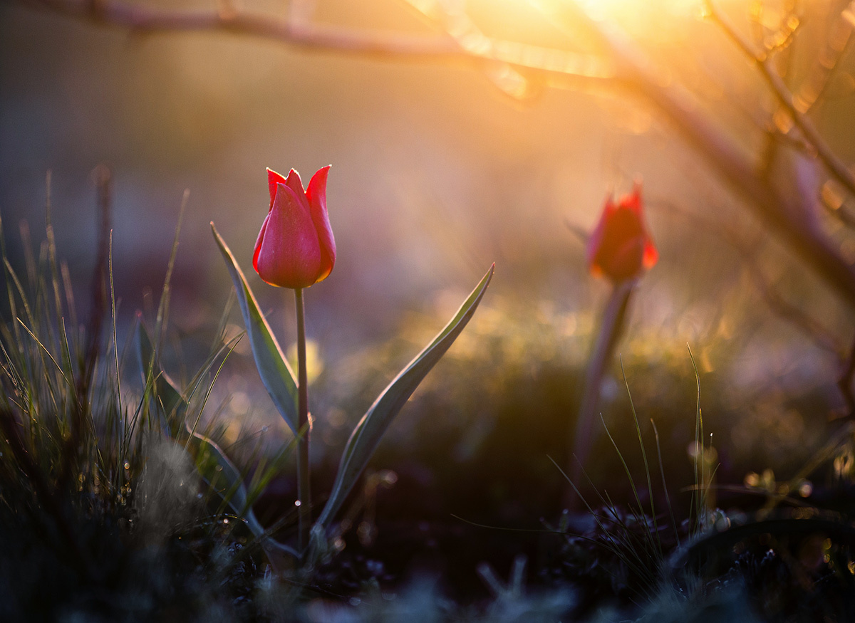 April morning - My, Steppe, Schrenck tulips, Spring, Rostov region, The photo