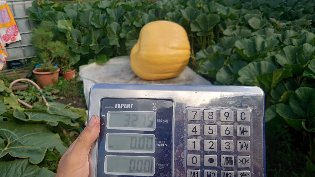 Giant Pumpkin Summary for 7/30/2024 - My, Garden, Gardening, Garden, Plants, Vegetables, Longpost