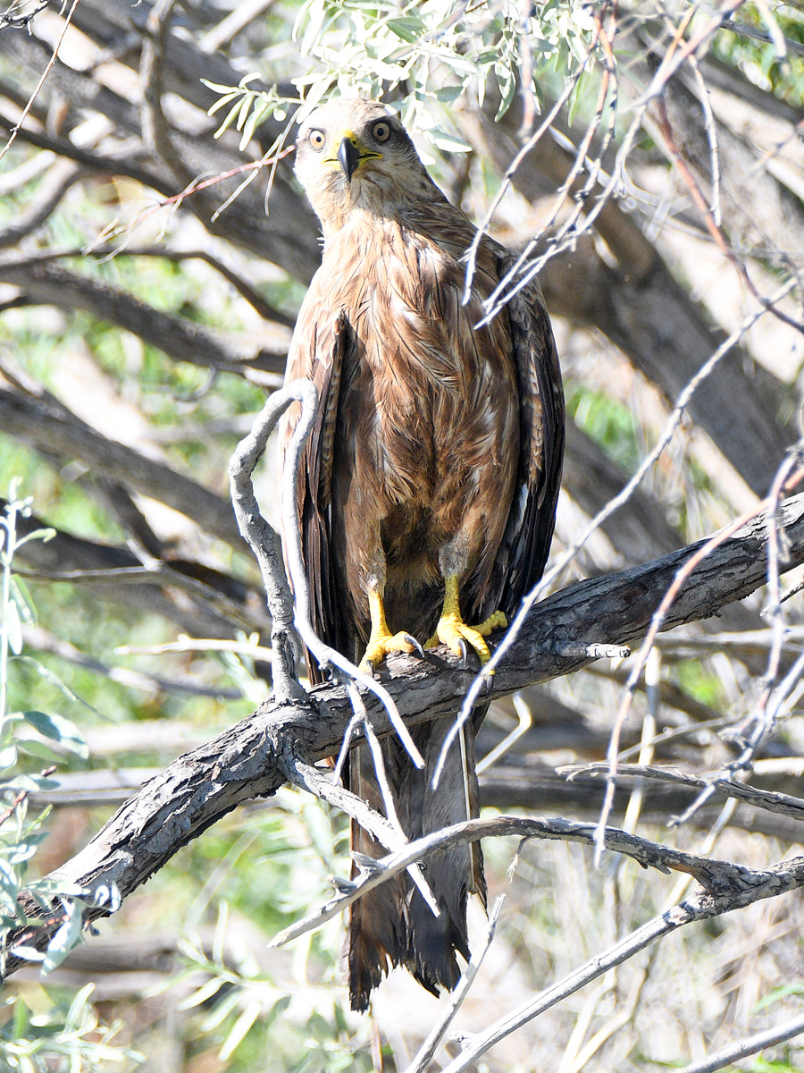 Birds of prey are perfect killers (no) - My, Kite, Black Kite, Peregrine falcon, Predator birds, Ogar, Longpost