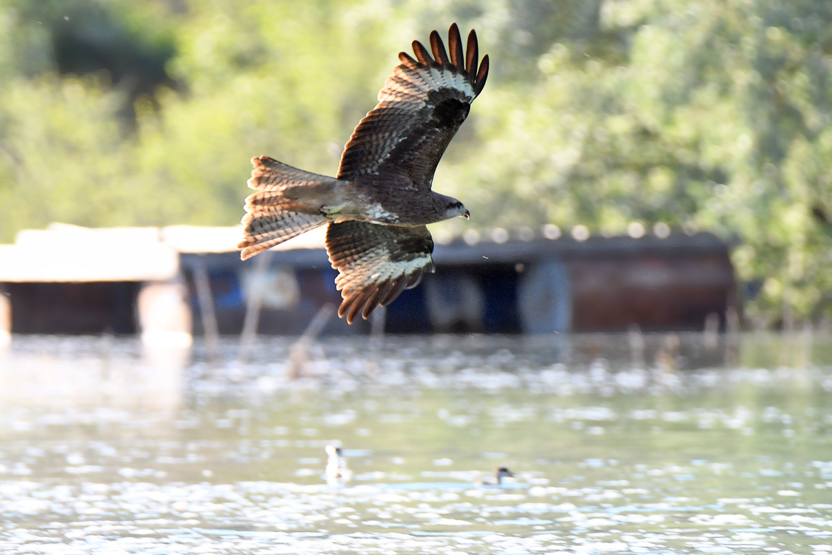 Birds of prey are perfect killers (no) - My, Kite, Black Kite, Peregrine falcon, Predator birds, Ogar, Longpost