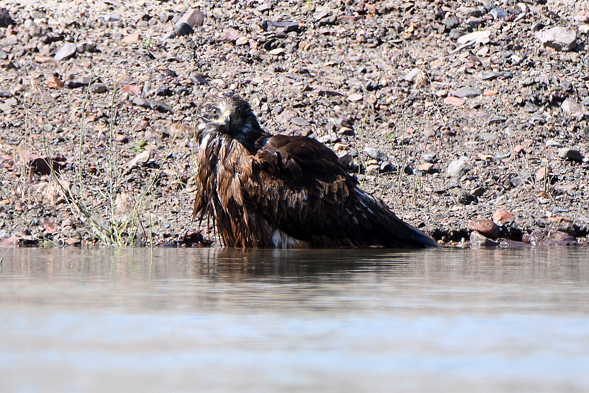 Birds of prey are perfect killers (no) - My, Kite, Black Kite, Peregrine falcon, Predator birds, Ogar, Longpost