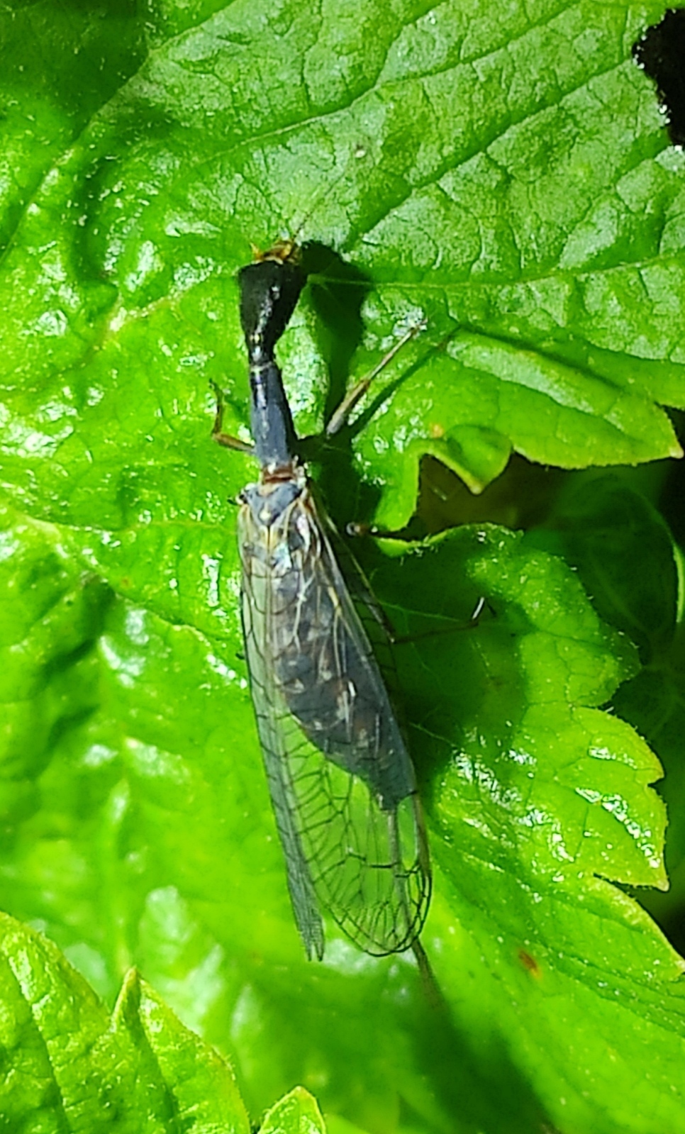 Corydalida? - My, Insects, Nature, Longpost