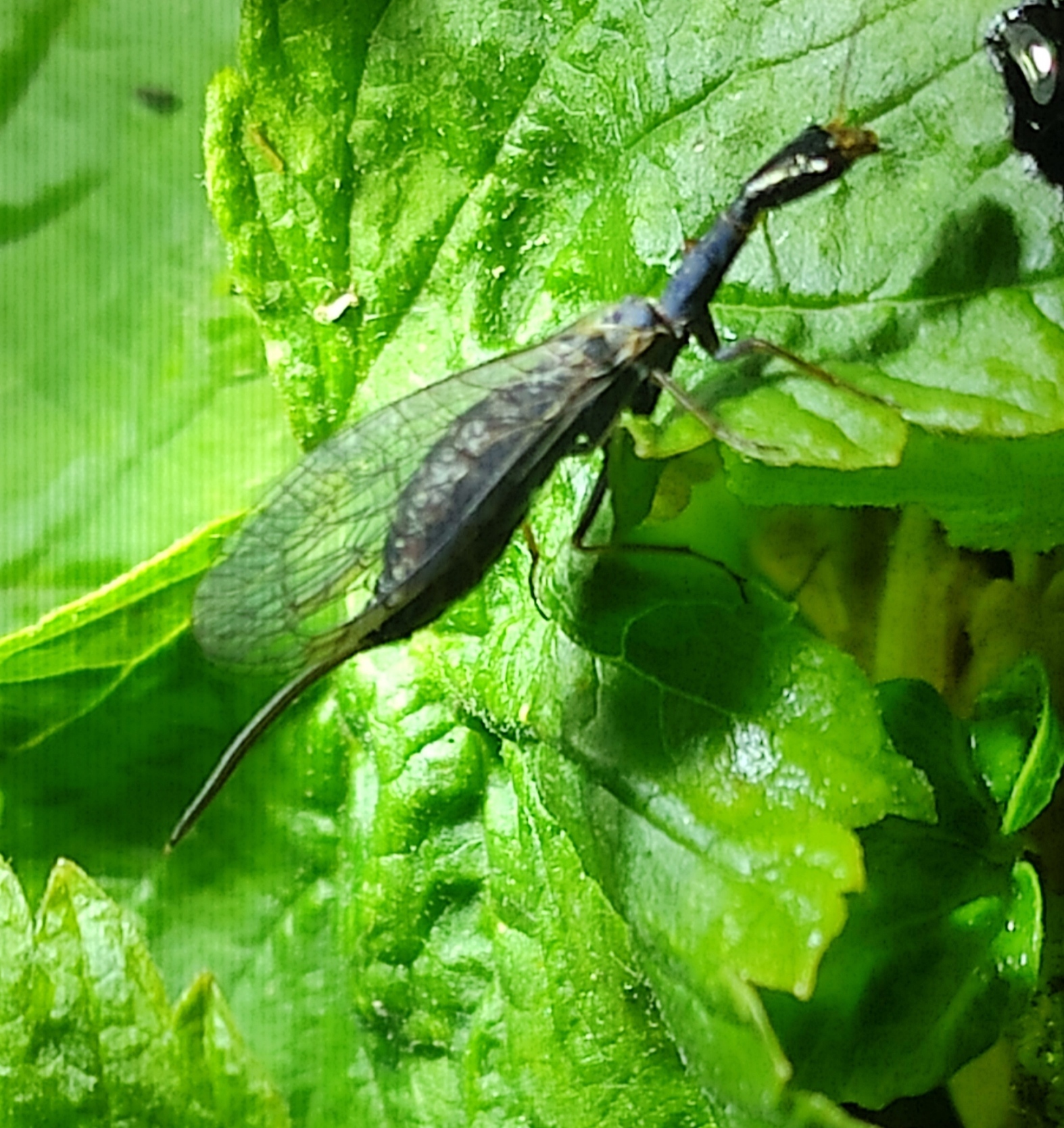 Corydalida? - My, Insects, Nature, Longpost