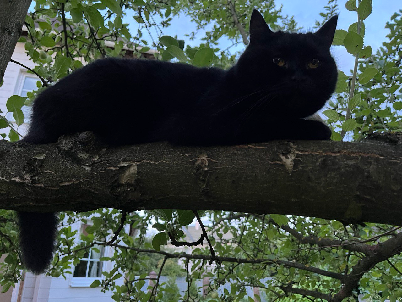 Скоро яблоки пойдут... - Моё, Кот, Черный кот, Яблоня, Август, Урожай, Мечтатель