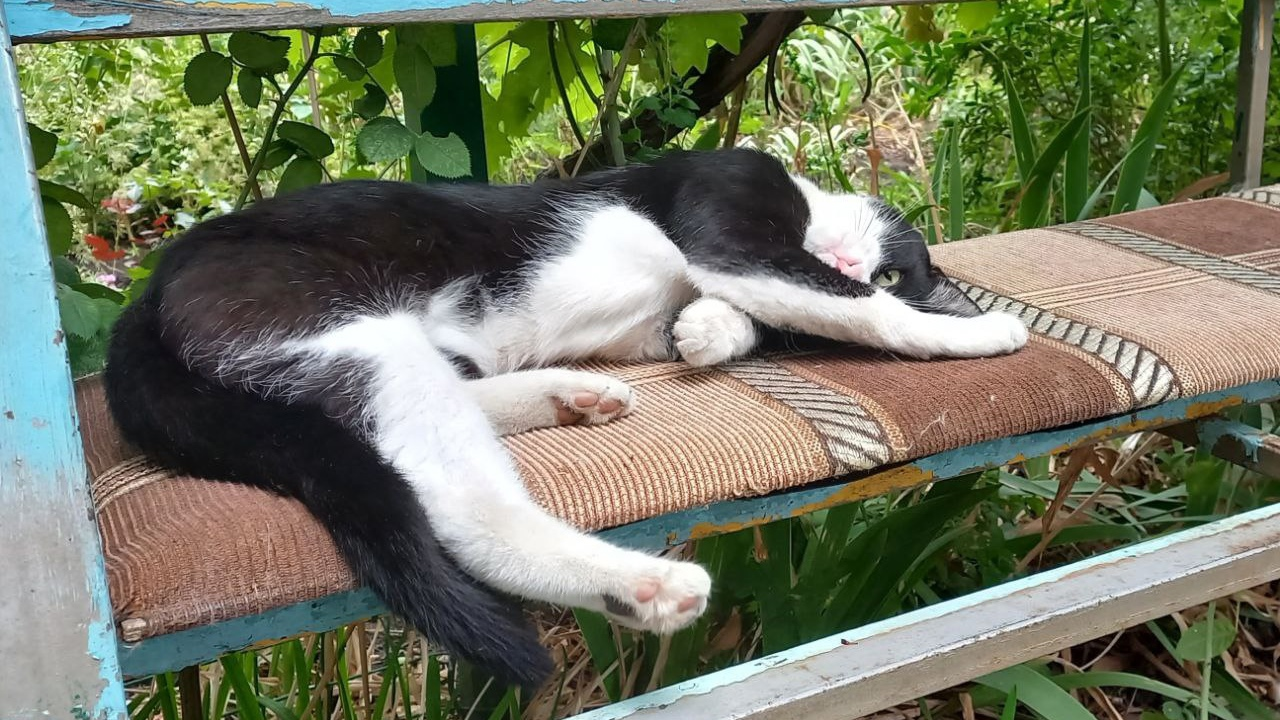 Cadaver, completely satisfied - My, Pets, cat, The photo