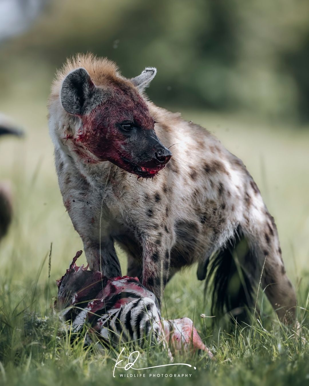 Muzzle covered in blood - Hyena, Spotted Hyena, Predatory animals, Wild animals, wildlife, Reserves and sanctuaries, Masai Mara, Africa, The photo, Blood, Mining, Carcass, zebra