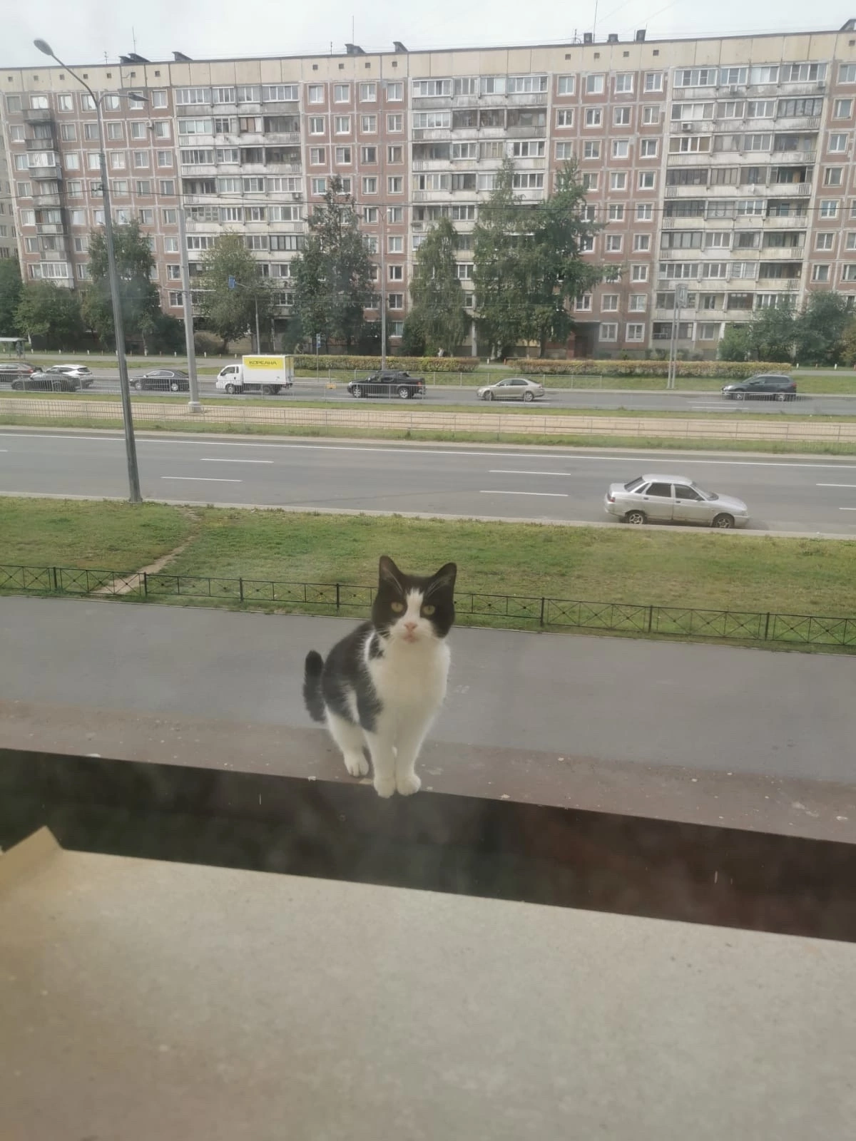 We help. Marusya was abandoned by her mistress and went (to the moon), just kidding of course, to another country... - Saint Petersburg, Leningrad region, cat, In good hands, VKontakte (link), No rating