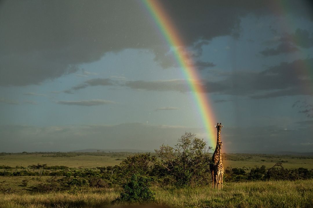 Ideal position - Giraffe, Young, Artiodactyls, Wild animals, wildlife, Reserves and sanctuaries, Africa, The photo, Rainbow