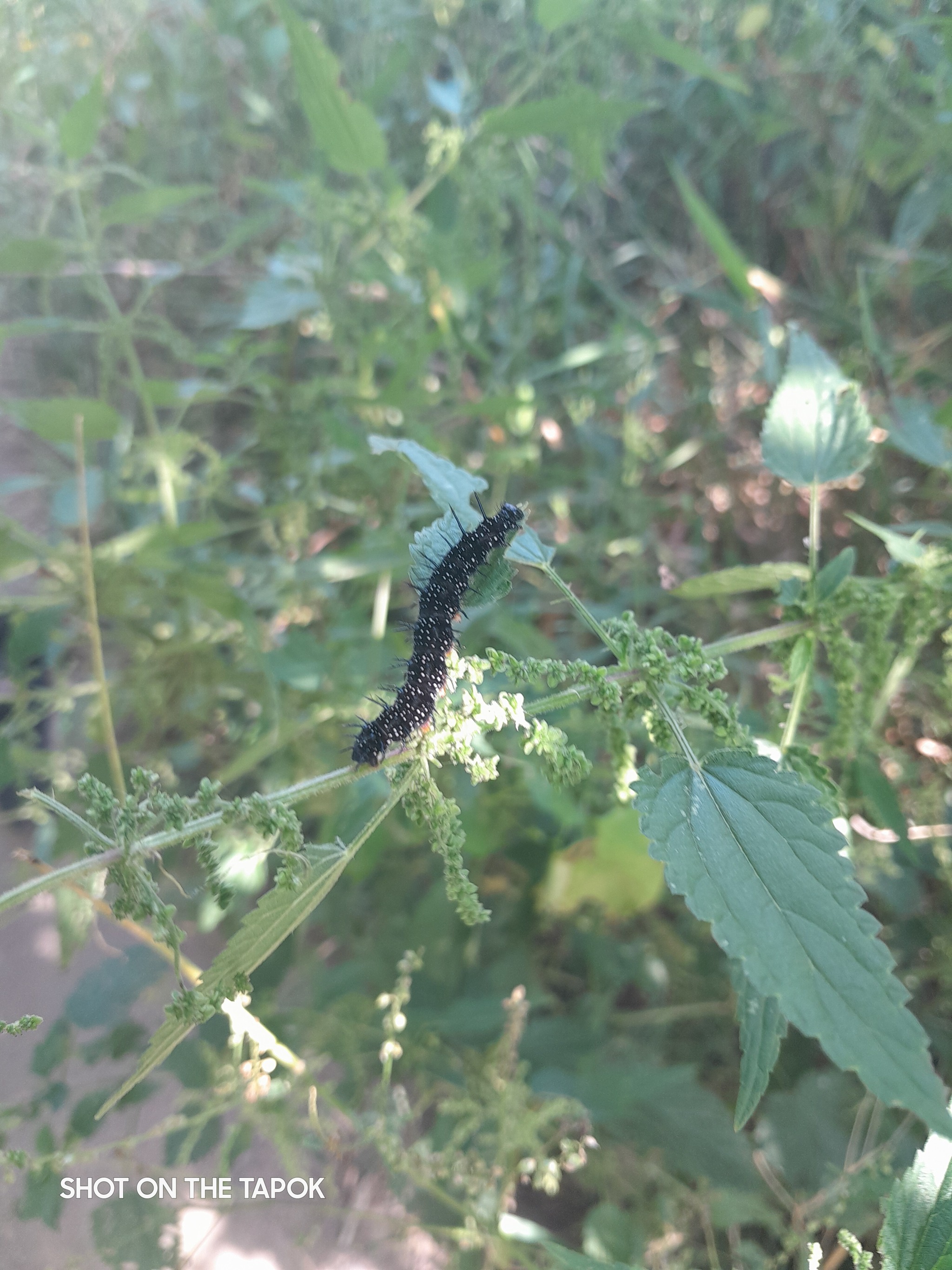 30,000 steps per day - My, Walking, Prague, Vltava, Record, River, Caterpillar, Longpost