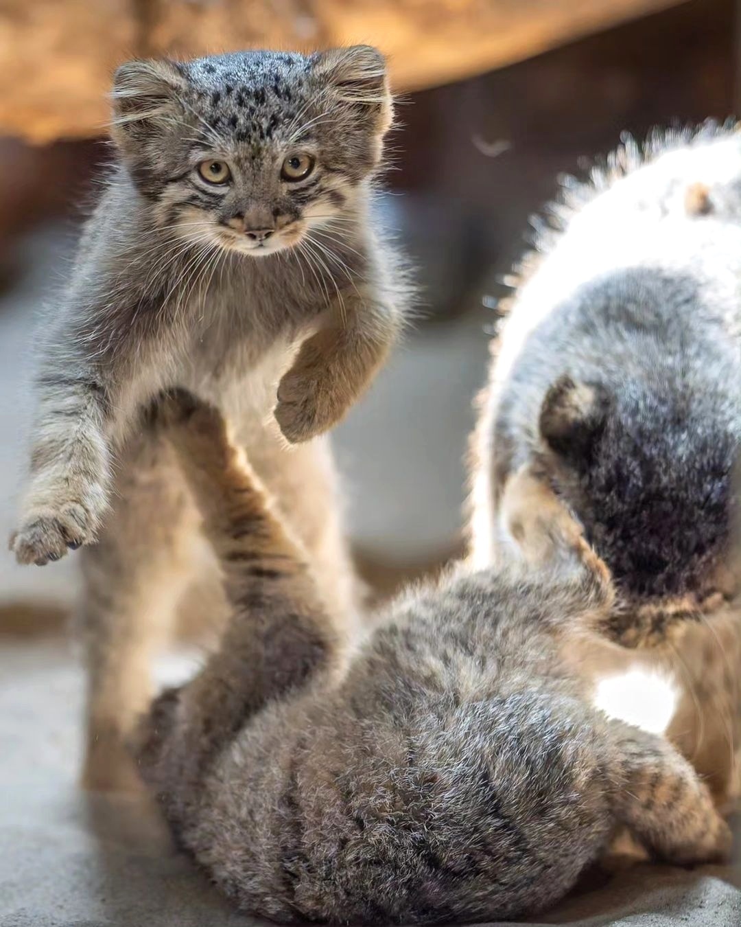 Folk sign - Wild animals, Predatory animals, Cat family, Pallas' cat, Small cats, Young, The photo