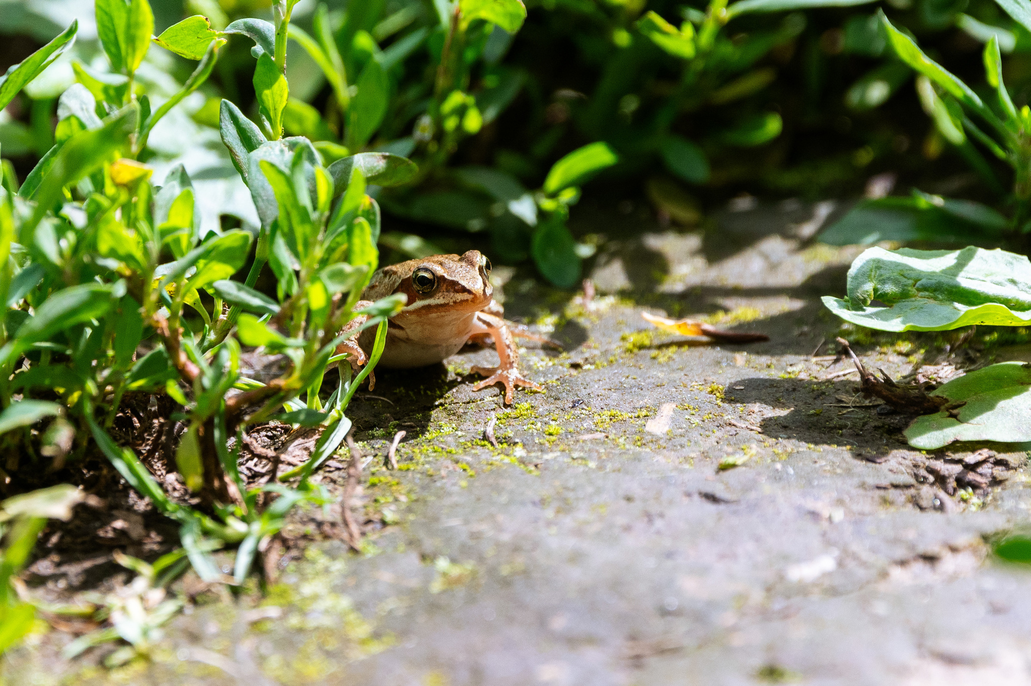 Is it just me, or is it already Wednesday? - The photo, Nikon, Frogs, Wednesday, It Is Wednesday My Dudes